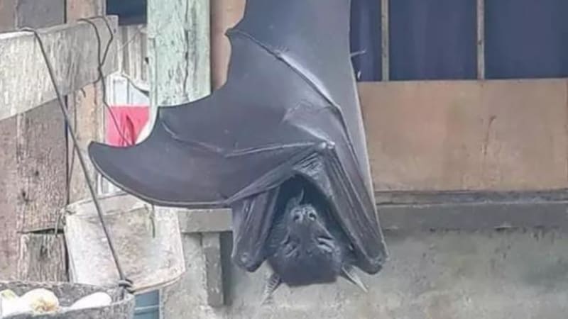 FOTO: Větší než člověk?! Snímek obřího netopýra vyděsil internet