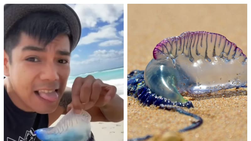 VIDEO: Influencer olízl prudce jedovatou medúzu. Netušil, že ho může zabít!