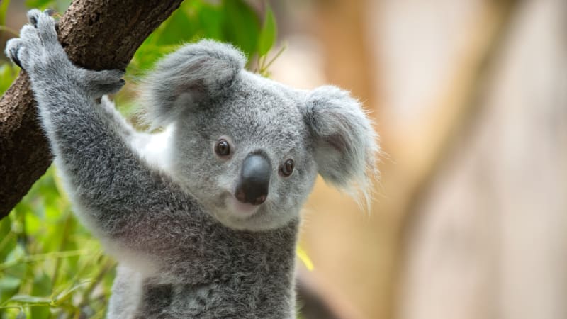 Austrálie rozjela novou očkovací kampaň. Místo lidí zachraňuje koaly! Co jim hrozí?