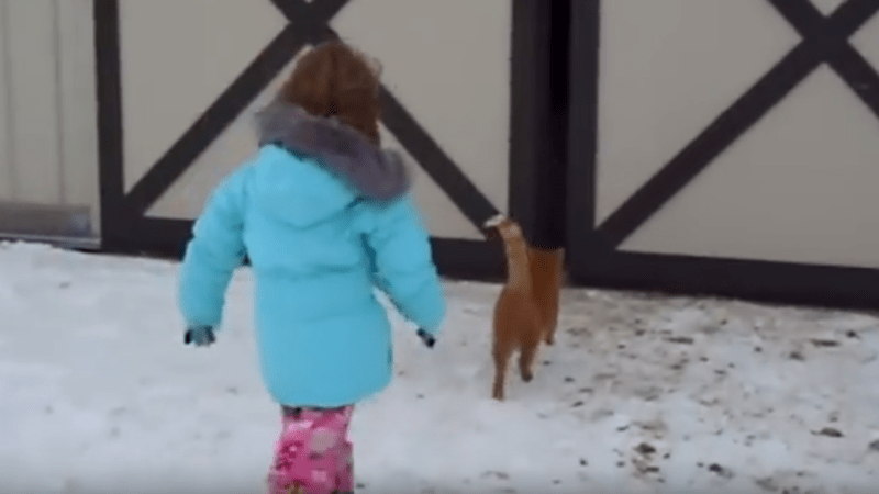 VIDEO: Holčička pronásledovala kočku do opuštěné stodoly. Neměla tušení, co tam na ní čeká!