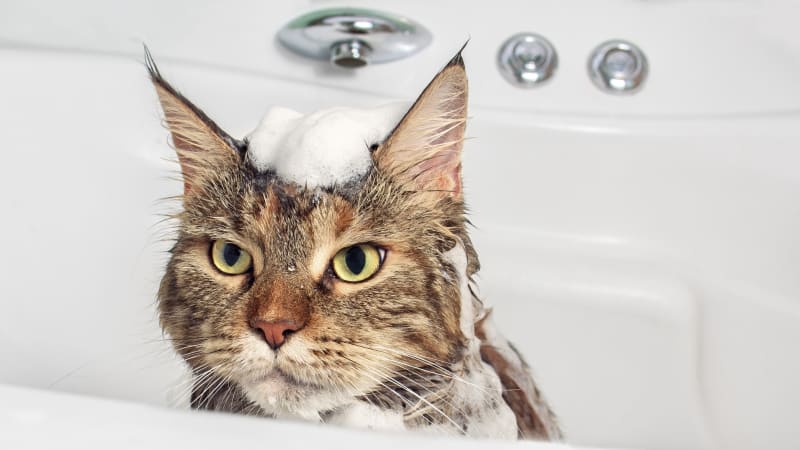 10 chyb, které dělají snad všichni majitelé koček. Proč byste měli s těmito věcmi ihned přestat?
