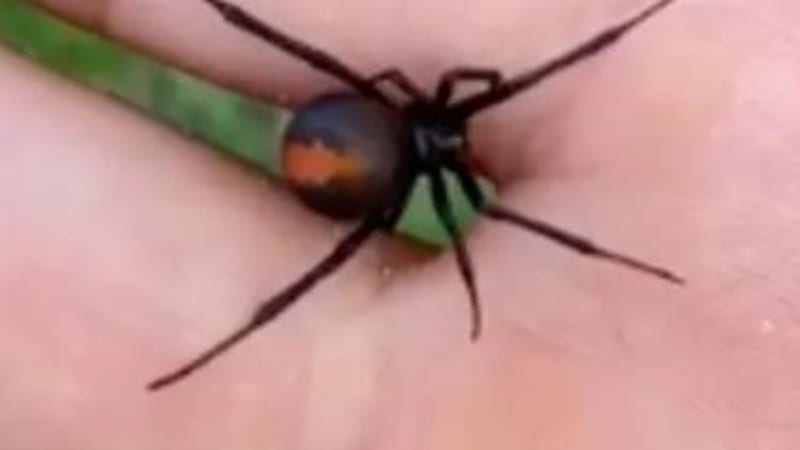Týpek na TikToku měl na ruce nejjedovatějšího pavouka na světě! Odstartoval tímhle nebezpečnou výzvu?