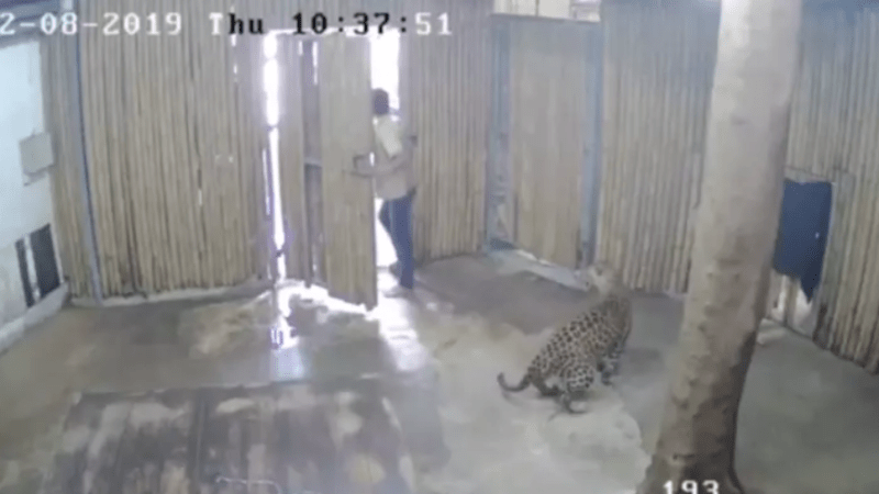 VIDEO: Leopard v zoo zaútočil na dvouleté dítě poté, co mu děda otevřel výběh. Tyhle záběry vás vyděsí k smrti