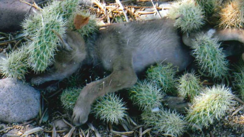 Žena zachránila štěně pokryté kaktusy! Když je odstranila, zjistila, že se vůbec nejedná o psa!