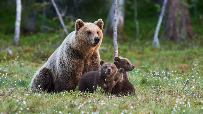 VIDEO: Projíždějící auto zastavila tříčlenná rodina medvědů. To, co jeden z nich udělal, nikdo nečekal!