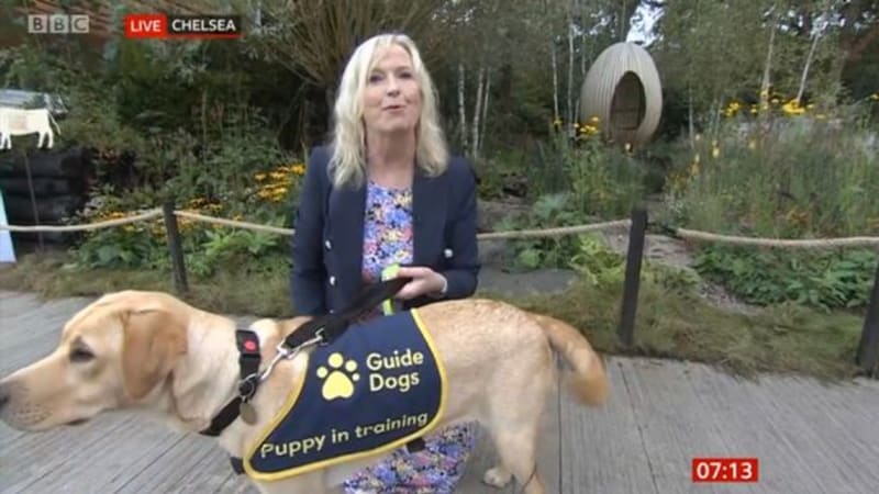 VIDEO: Moderátorku během zpráv povalil vodicí pes. Její reakce dojala internet