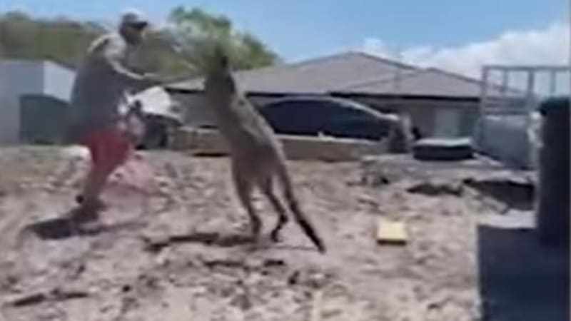VIDEO: Naštvaný klokan zaútočil na otce, který se snažil ubránit své děti! Tyhle záběry baví celý internet