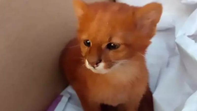 VIDEO: Puberťačka se ujala opuštěné kočičky. Poté zjistila, že je to ve skutečnosti tohle nebezpečné zvíře