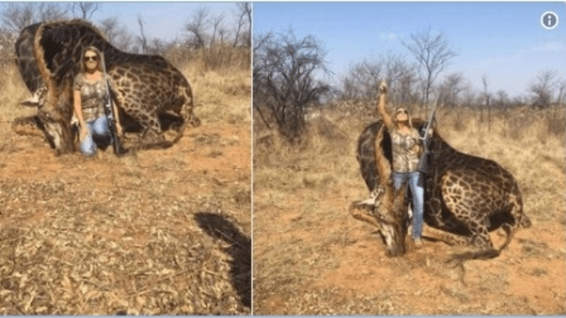 FOTO: Žena zabila vzácnou žirafu a chlubila se její mrtvolou na internetu! Za tyto nechutné obrázky jí všichni nadávají