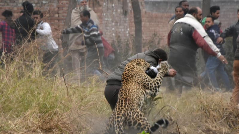 VIDEO: Rozzuřený leopard brutálně zaútočil na lidi v ulicích. Tyhle děsivé záběry jsou jen pro silné žaludky