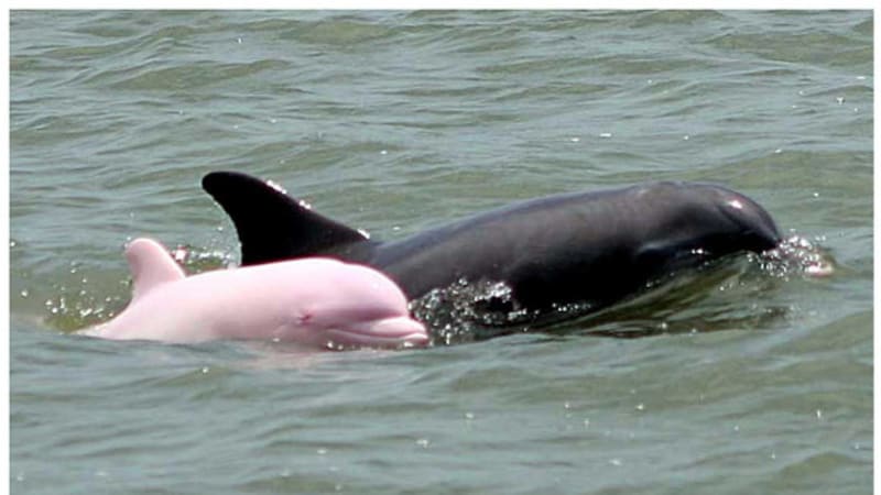 VIDEO: Vzácný růžový delfín byl spatřen spolu s mládětem. Vážně jich bude na světě víc?