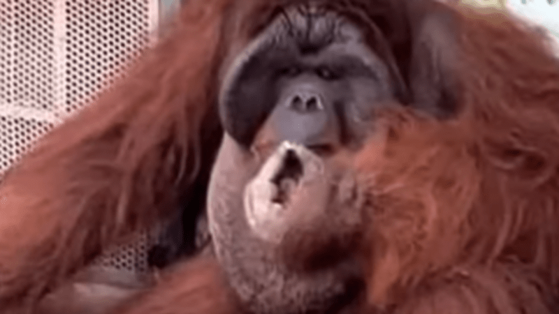 VIDEO: Chráněný orangutan v zoo kouřil cigaretu. Ošetřovatelé nyní čelí drsné kritice!