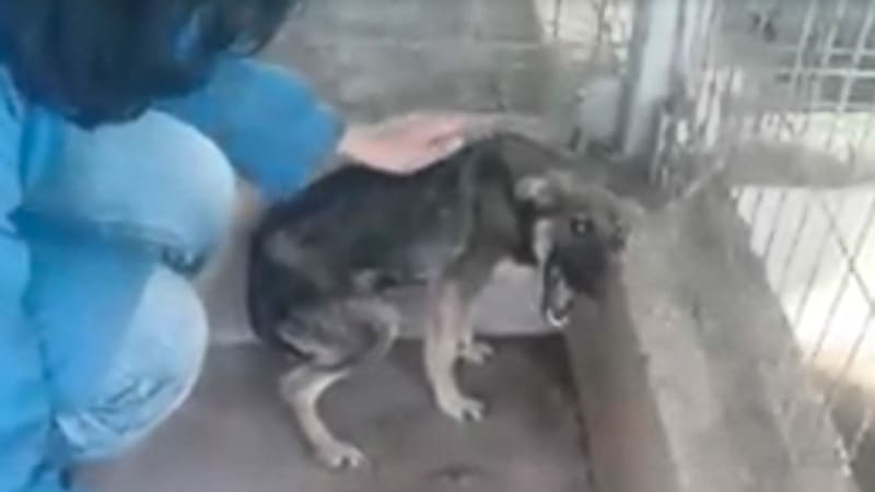 VIDEO: Týraný pes šíleně kňoural vždy, když se k němu někdo přiblížil. Když k němu přišla neznámá žena, stalo se něco nečekaného