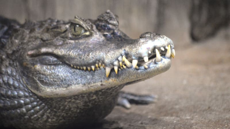 VIDEO: Osmimetrový krokodýl utekl při převozu a působil chaos. Děsivé záběry nahánějí husí kůži!