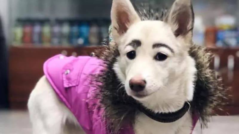FOTO: Pes s lidským obočím obletěl internet. Nic roztomilejšího dnes neuvidíte!