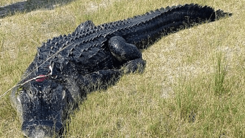 EXTRÉMNÍ VIDEO: V žaludku obřího aligátora se našly kousky lidského těla. Tomuhle nebudete moci věřit