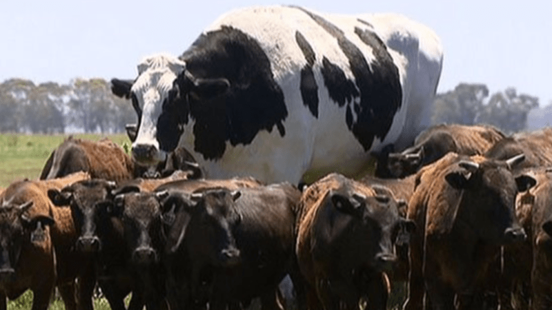 VIDEO: Tahle obří kráva do hamburgeru nepůjde! Vypadá totiž jako HULK. Jak se to stalo?