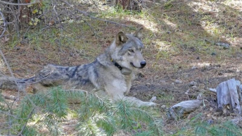 FOTO: Ohrožený druh vlka ušel 14 tisíc kilometrů, aby si našel partnera. Nakonec umřel sám, bez lásky, opuštěný