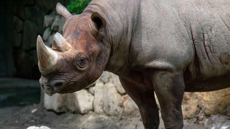 VIDEO: Borce překvapili u bankomatu dva nosorožci. Jak nečekané setkání dopadlo?