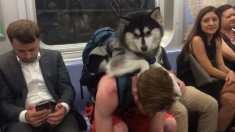 GALERIE: Lidé sdílejí bizarní fotky z metra. Neuvěříte, na jaké šílenosti občas narazili