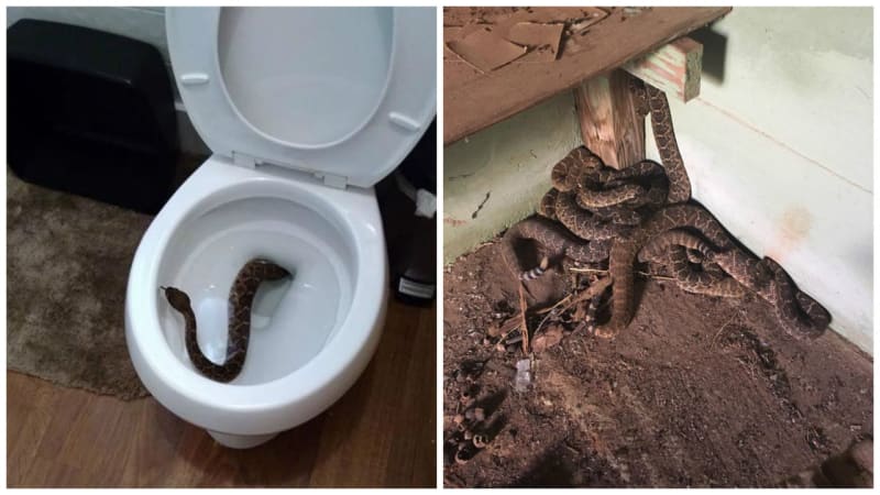 GALERIE: Rodinu vyděsil jedovatý had v záchodě! Z toho, co následovalo potom, vám bude běhat mráz po zádech