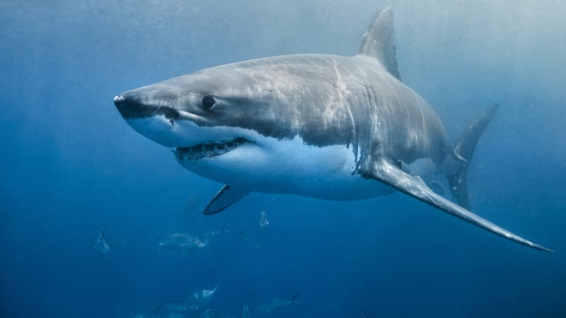 VIDEO: Nahý muž skočil do nádrže se žraloky. Jak jeho šílenost dopadla?
