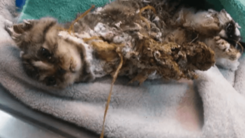 VIDEO: Muž našel v popelnici kotě postříkané montážní pěnou. Tyhle záběry jsou jen pro hodně silné žaludky