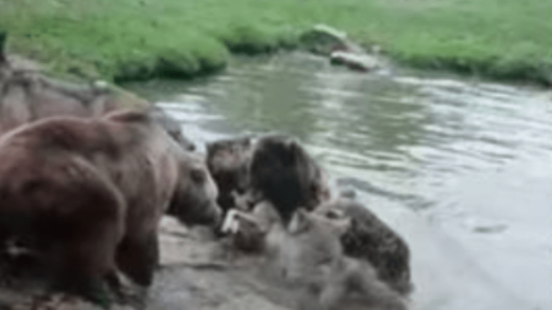 VIDEO: Medvědi v zoo roztrhali vlka, který si hrál se zbytkem smečky. Z těchto brutálních záběrů budete mít noční můry