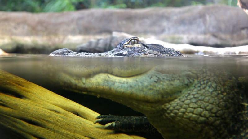 FOTO: Bizarní napůl ryba, napůl krokodýl, šokovala internet! Jak mutanta vysvětlili odborníci?
