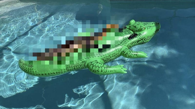 FOTO: Rodinka doma objevila bizarní návštěvu! Živý aligátor se v bazénu vyhříval na své nafukovací kopii