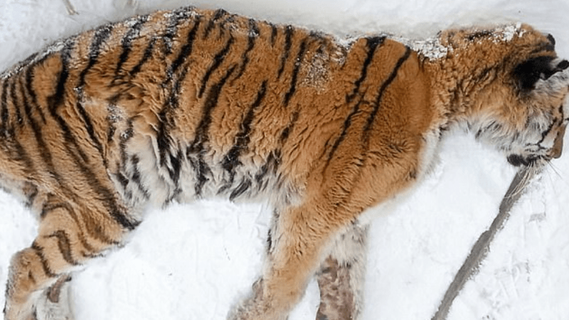 DOJEMNÝ PŘÍBĚH: Vzácný sibiřský tygr pomalu umíral! Pak ale udělal něco, co mu zachránilo život!