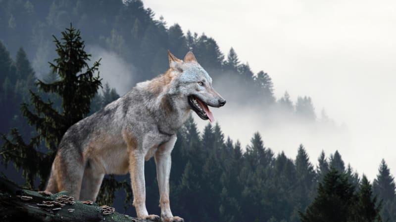 FOTO: Muž utratil šílenou částku za proměnu ve vlka! Proč to proboha udělal?