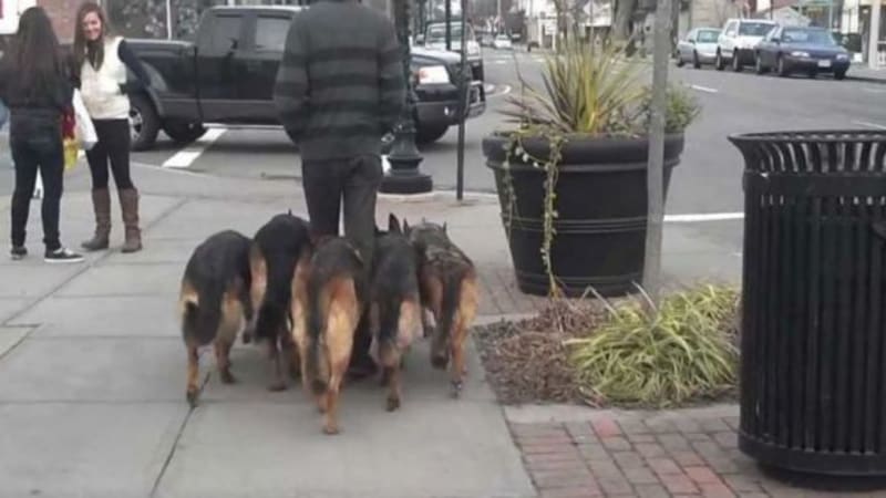 VIDEO: Vypadá to, že týpek venčí pět psů. Když se však podíváte pořádně, uvidíte něco neuvěřitelného!
