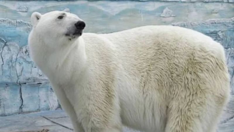 Lední medvěd umřel kvůli gumovému míčku, který někdo hodil do jeho ohrady. Co na to zoo?