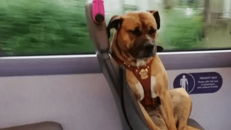 FOTO: Lidé se starali o opuštěného psa, který jel sám autobusem. Jeho nešťastný výraz vám rozdrásá srdce