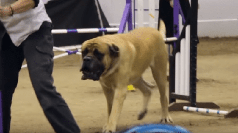 VIDEO: Obří pes soutěžil v agility, moc se ale nenadřel. Jeho líný výkon nyní dobývá internet!
