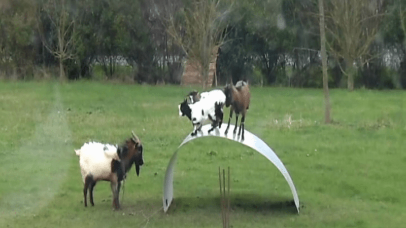 Divácké video týdne: Kozy si udělaly klouzačku!