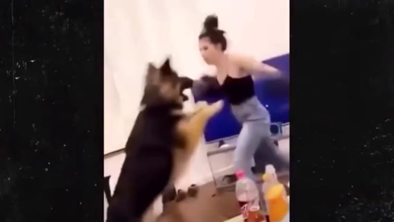 VIDEO: Boxerka používala svého psa jako sparing partnera! Jaký trest jí za nechutný čin hrozí?