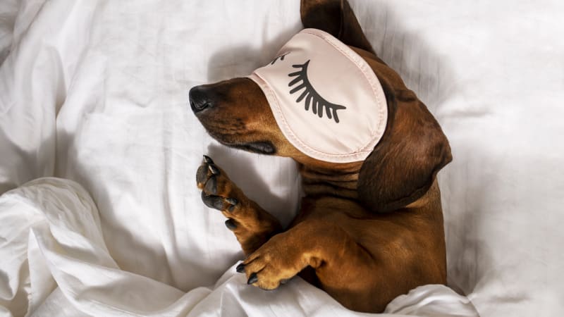 ODHALENO: Tohle jsou důvody, proč byste měli začít spát se svým psem v posteli