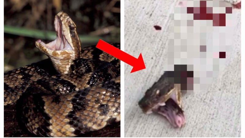 VIDEO: Hnus! Useknutá hlava jedovatého hada se dál snažila útočit. Nic hrůzostrašnějšího jste ještě neviděli!