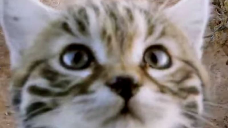 VIDEO: Nejvražednější kočka na světě je zároveň i ta nejroztomilejší! Čím je tak smrtící?