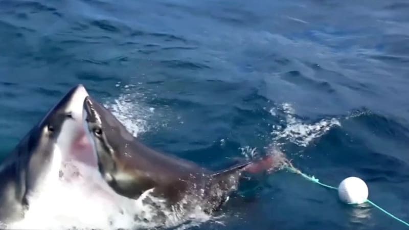 VIDEO: Brutální záběry na souboj žraloků kanibalů! Krvelační predátoři se roztrhali na kusy