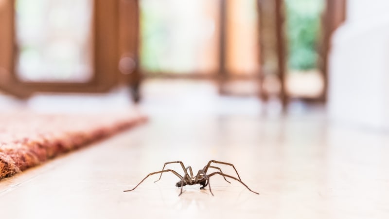 Nechutní masivní pavouci hledají na podzim sex. Proč právě u vás doma?