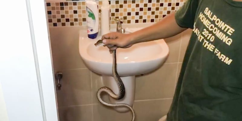 Obrovský had v záchodě 5