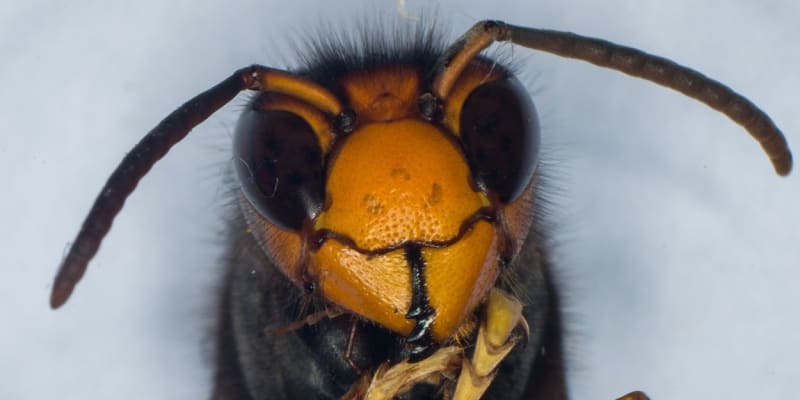 Asijská sršeň je mimořádný dravec a 60 % jeho stravy tvoří včely. Nicméně, likviduje jakýkoli hmyz. 