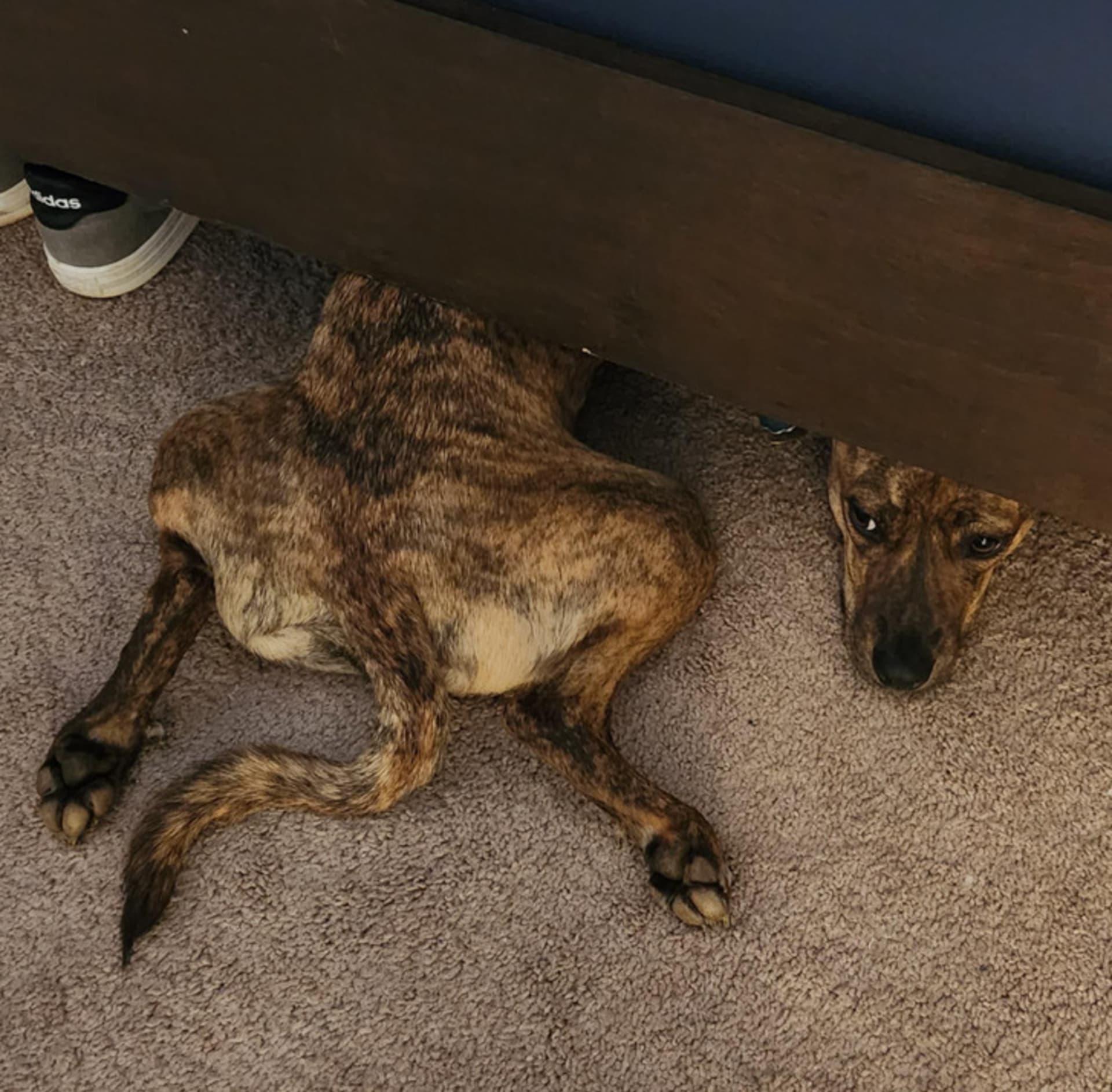 Pes našel pod postelí portál