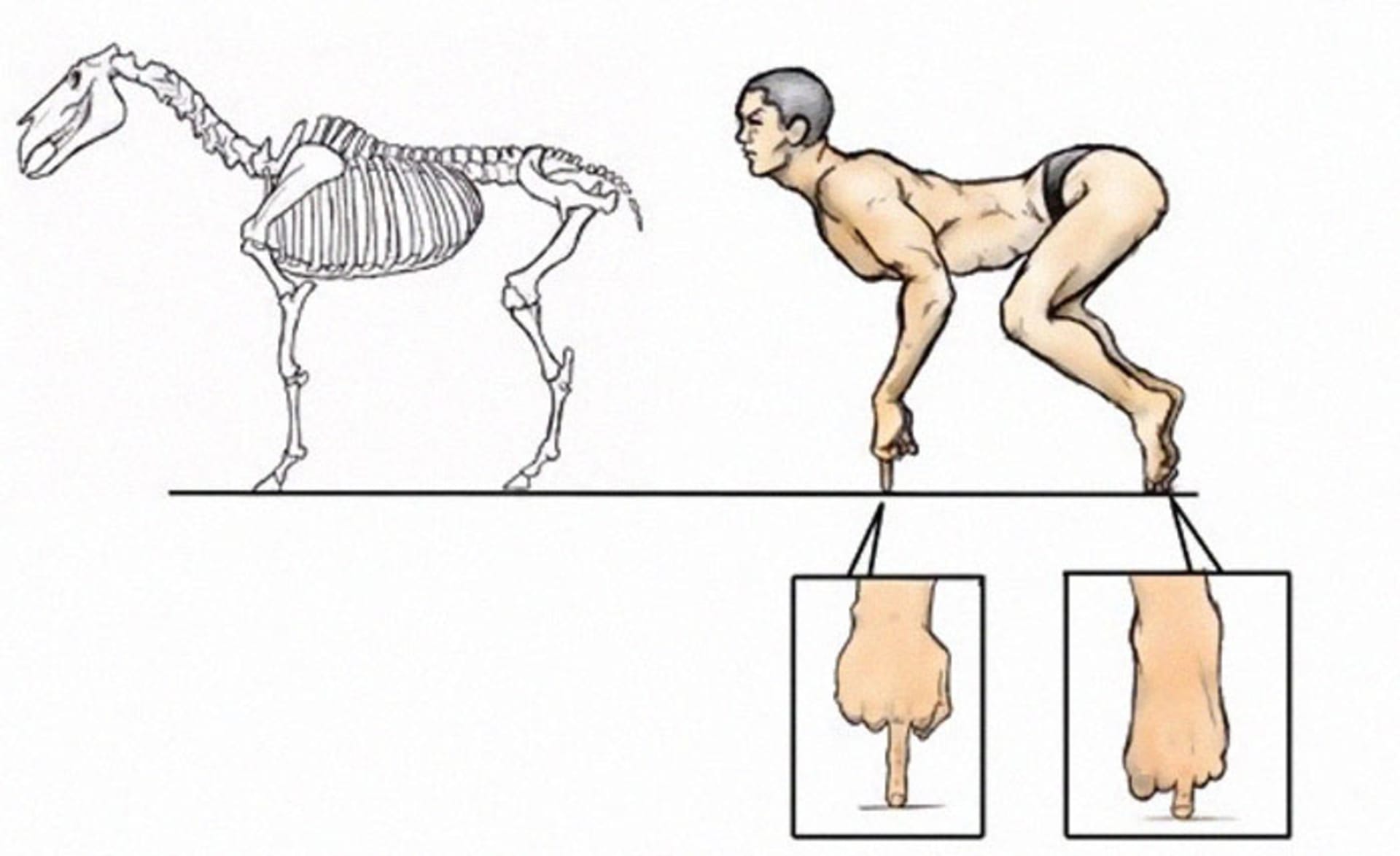 Jak by vypadali lidé s anatomií zvířat? 3