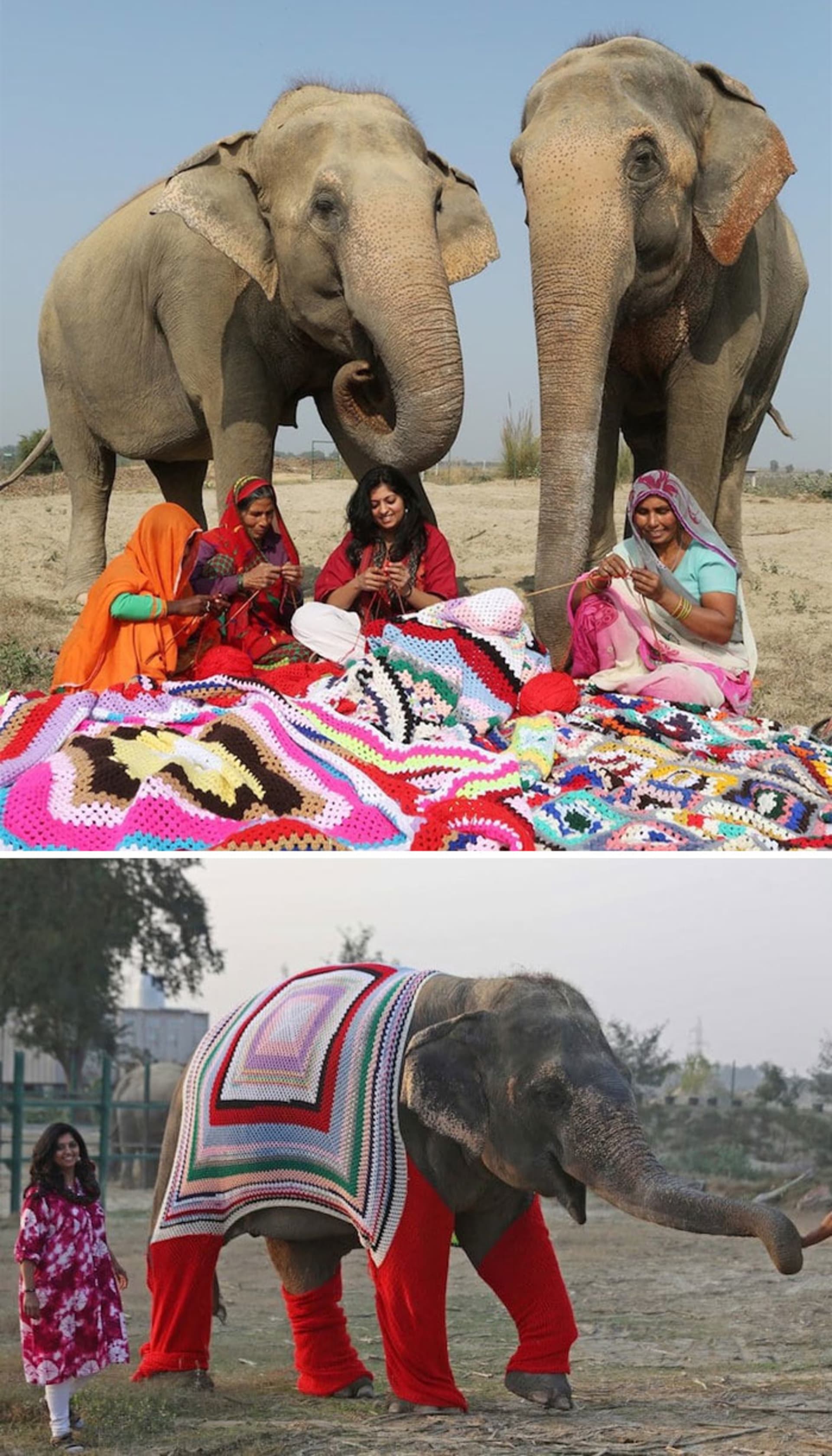 Ženy žijí teplé svetry pro zachráněné slony
