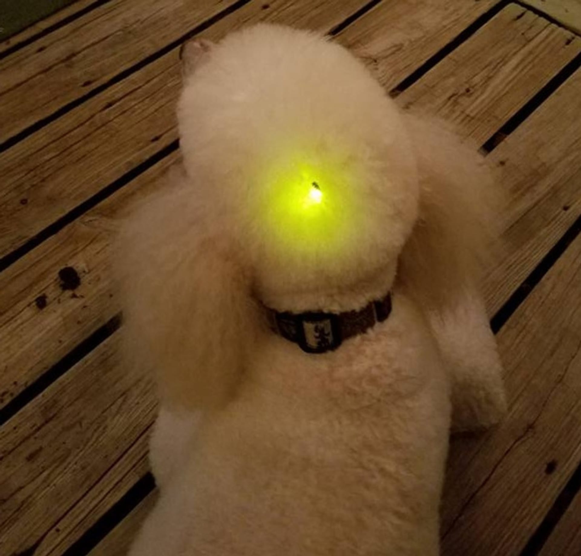Světluška na psovi vyvolává hodně zajímavý efekt.