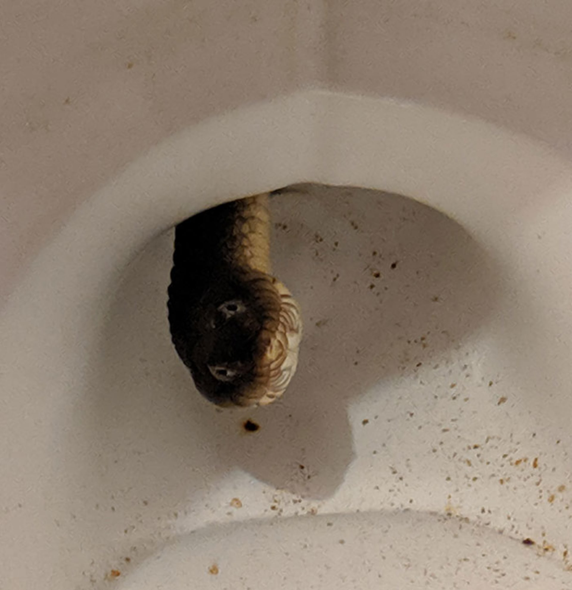 Když v záchodě najdete hada!